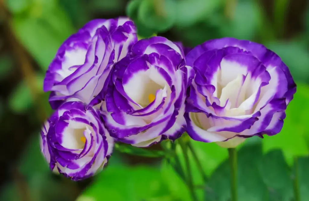 Purple and white lisianthus flowers in bloom