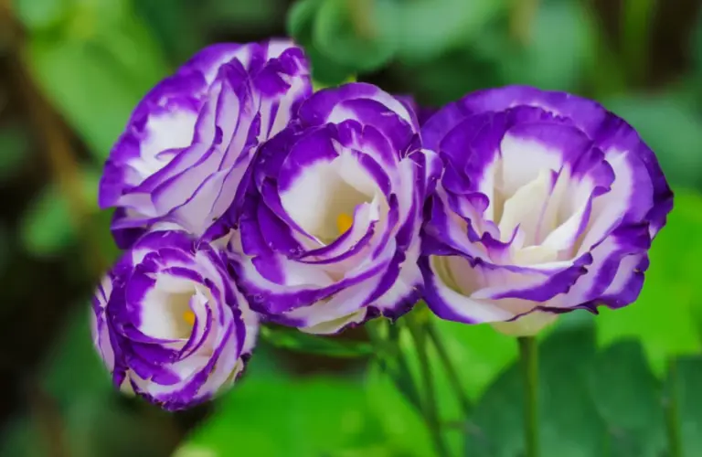 Purple and white lisianthus flowers in bloom